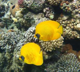 Schnorcheln Makadi Bay