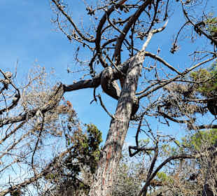 Waldroute Marina di Bibbona - Cecina Mare