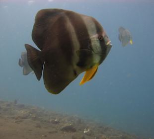 Fledermausfische