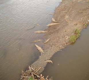 Krokodile im Fluss Tarcoles