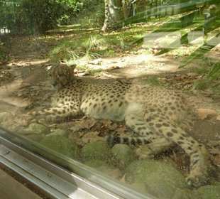 Schlafender Gepard
