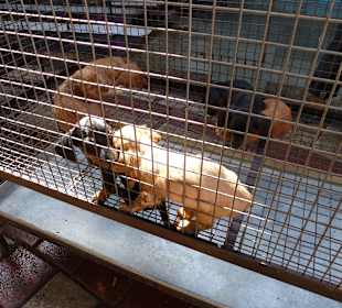 Auch lebende Tiere, nicht jedermanns Sache