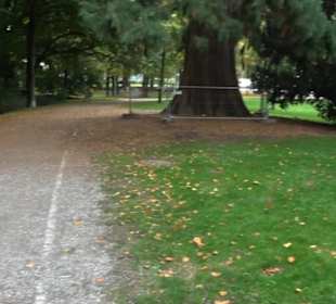 Mammutbaum im Stadtgarten