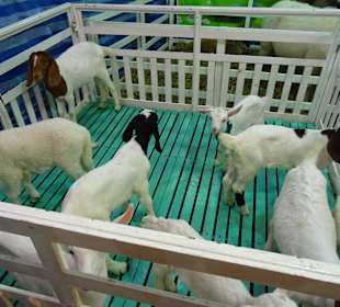 Auf dem Nachtmarkt von Kanchanaburi