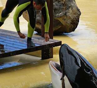 Orca - Show in Loro Parque