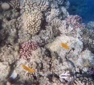 Unterwasserwelt am Hotel-Riff
