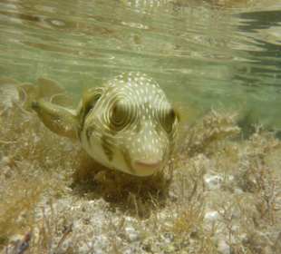 Fisch