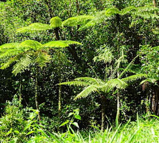 Farnbäume am Grand Étang