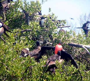 Vogelparadis - Isla Contoy