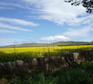 May in the Pentlands