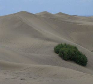 La Dunas Maspalomas