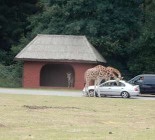 Durchfahrt Serengetipark