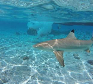 Schnorcheln mit Rochen und Haien