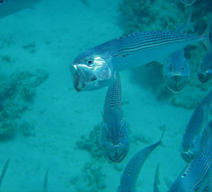 Fische mit offenem Maul