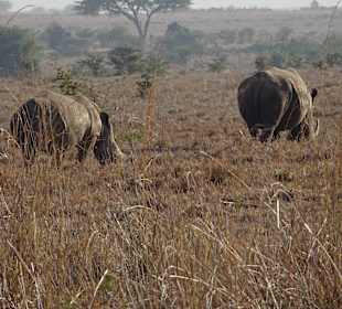 Nashörner im Nairobi National Park