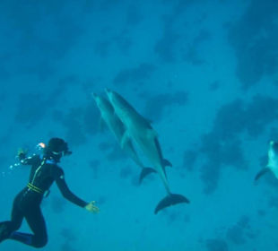 Delfinschnorcheln mit den Dolphin Dancers, 2012