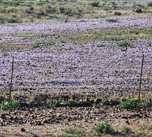 Blumenteppich in der Wüste