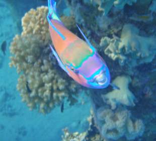 Schnorcheln Sahl Hasheesh