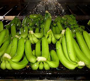 Sprühbad gegen Pilzbefall