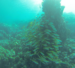 Unterwasserwelt 
