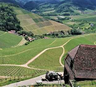 Blick von Schloss Staufenburg