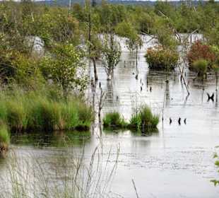 Impressionen vom Goldenstedter Moor