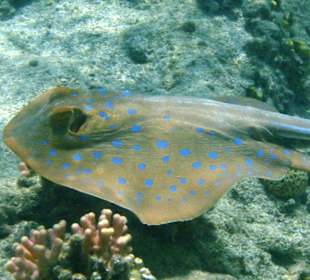 Blaupunktrochen - Hausriff