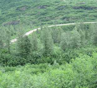 Mit der Train in der Natur Alaskas