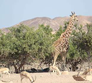 Tierwelt auf Sir Bani Yas Island