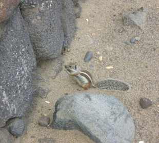 Streifenhörchen auf Sandboden 