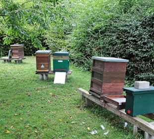 Im Bienengarten der Graftanlagen