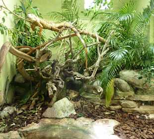 Leguan Terrarium