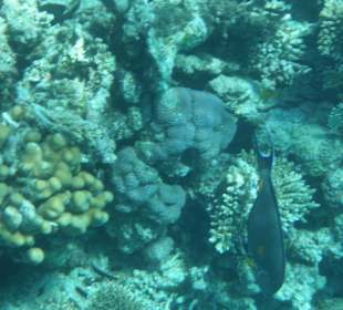 Wunderschöne Unterwasserwelt