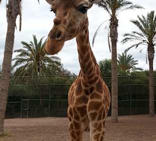 Giraffe
