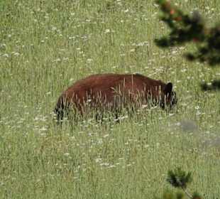 Schwarzbär bei Canyon Village
