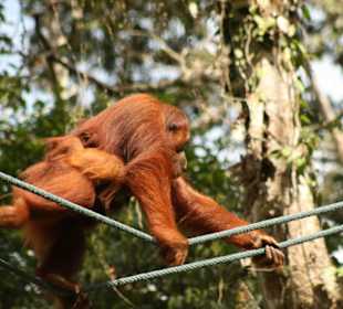 Orang Utan zur Fütterungszeit