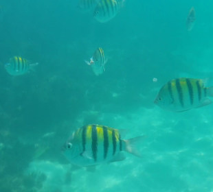 Schnorcheln Saint Ann's Bay