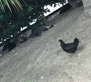 Stadtrundgang Manavgat - Kizilagac