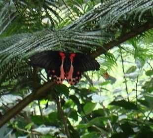 Schmetterling