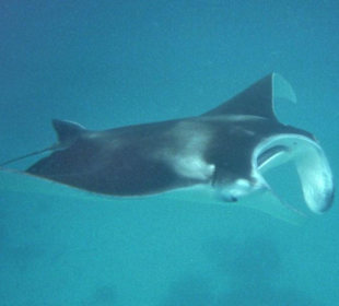 Manta