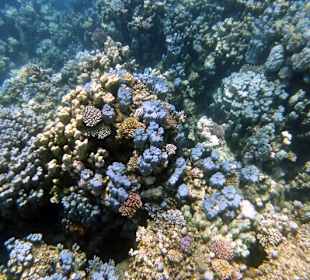 Riff Gorgonia 