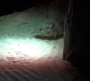 Südamerika Bereich - Löwenhaus