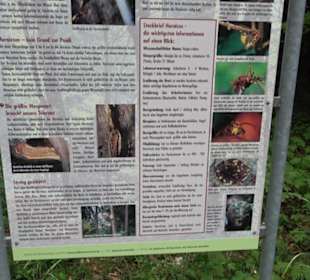 Naturinfopfad Weggental