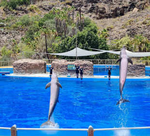 Tolle Delphin Show