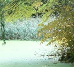 Englischer Garten