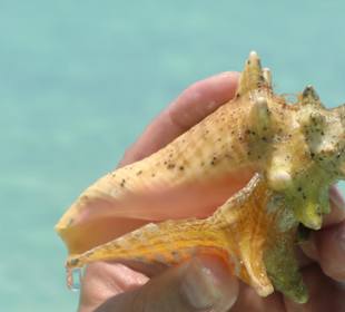 Tolle Muscheln - gibt es viele