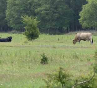 Mitten durch die Weiden mit Abstand, bitte 