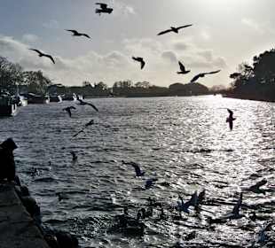 Möwen-und Entenfütterung