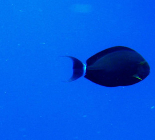 Mönchs-Doktorfisch am Hausriff Dreams Beach Resort & Dreams 