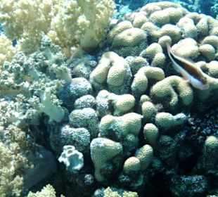 Fosters Büschelbarsch